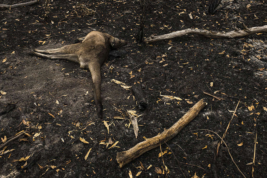 Aftermath of the Bushfires in New South Wales, Australia. © Andrew Quilty / Greenpeace