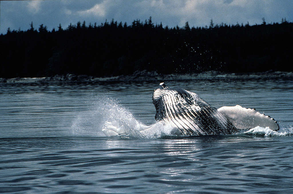 Humpback whale, Alaska, USA. © John Hyde / Greenpeace