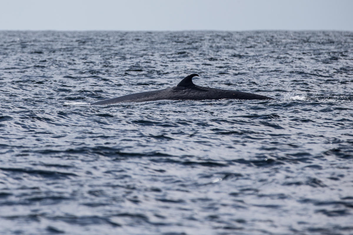 Bryde's Whale in the Amazon Reef. © Pierre  Baelen / Greenpeace