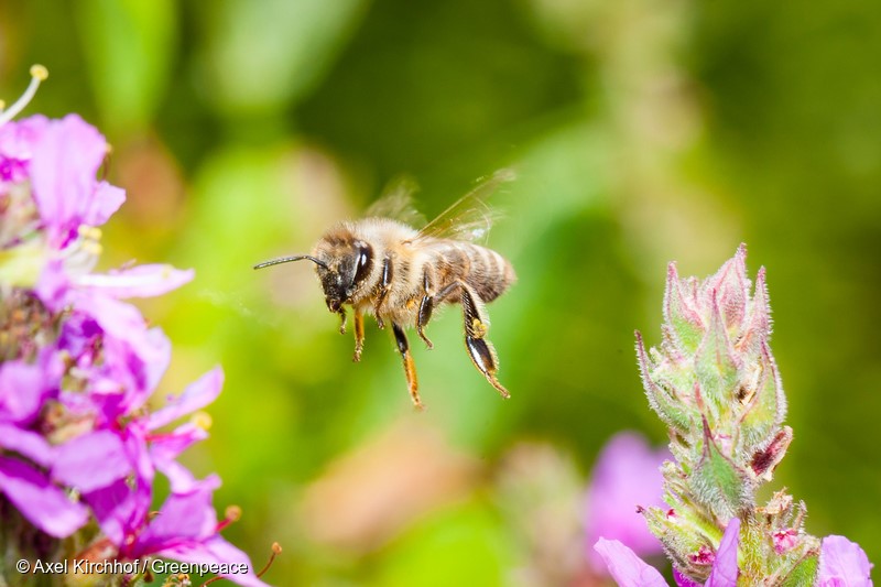 Arılar hakkında 10 ilginç bilgi