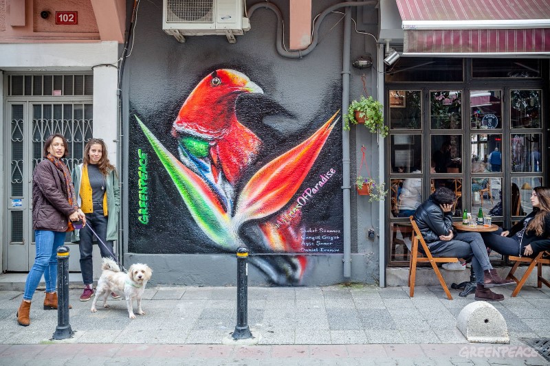 Endonezya'nın Cennet Kuşu, İstanbul'a Kondu