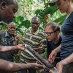 Congo Basin Experts from the UK and DRC take first samples from the peatland. 