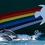 Dolphins swim alongside the Rainbow Warrior in the Cook Strait, New Zealand; very close to where Texan oil company Anadarko intends to begin prospecting later this year.