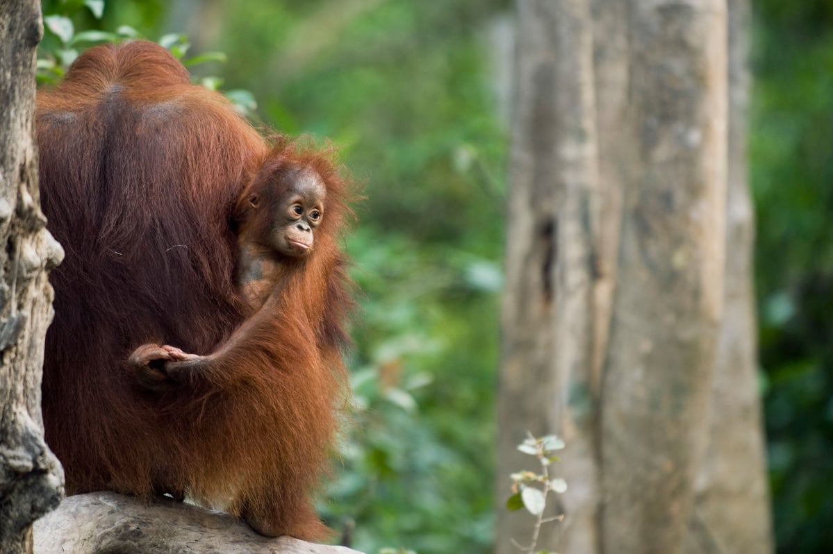 Orangutans on Kaja Island. © Greenpeace / Christian Åslund