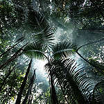 Forest next to the Tapajós river, in Sawré Muybu Indigenous Land, home to the Munduruku people, Pará state, Brazil. Brazilian Government plans to build 43 dams in the Tapajós river basin. The largest planned dam, São Luiz do Tapajós, will impact the life of indigenous peoples and riverside communities. Mega-dams like these threaten the fragile biome of the Amazon, where rivers are fundamental to regeneration and distribution of plant species and the survival of local flora. Renewable energy, such as solar and wind, holds the key to Brazil’s energy future.