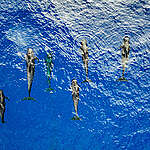 Short finned pilot whales seen during the journey to the Sargasso Sea. The Arctic Sunrise is en route to the Sargasso Sea. The Sargasso is one of Greenpeace's three priority sites for protection under the new Global Ocean Treaty. Protecting it is essential to stay on track with a landmark global target to protect at least 30% of the world’s oceans by 2030.