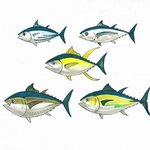 Tuna Guide