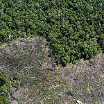 Forest destruction, climate change and palm oil expansion in Indonesia