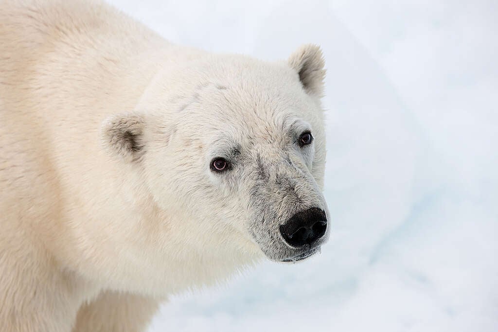 Polar Bear on Arctic Sea Ice. © Greenpeace / Alex Yallop