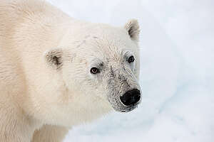 Polar Bear on Arctic Sea Ice. © Greenpeace / Alex Yallop