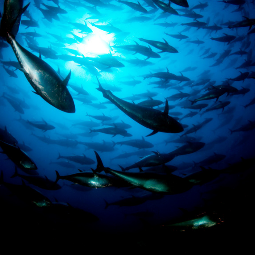 Tell Bumble Bee: Protect workers and wildlife at sea.