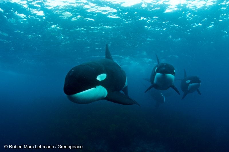 The Ross Sea is also home to orcas, emperor penguins, petrels and toothfish. And now it will become and Ocean Sanctuary!