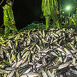 5 Challenges to Seafood Traceability