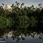 Indonesian Forests & Palm Oil