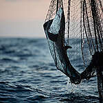 A shark is hauled in as bycatch by crew onboard an Iranian flagged vessel fishing for tuna  in the Northern Indian Ocean.

These vessels often fish for tuna with 7 mile long gill nets, fishing with a gill net over 1.5 miles is illegal.

Greenpeace is in the Northern Indian Ocean to bear witness to the destructive fishing practices of under documented fishing fleets which it is estimated cause the bycatch of 80-100,000 cetaceans per year.