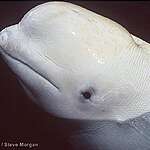 Now Hear This! An Evaluation of the Impacts of Specific Anthropogenic Noise Types on Cetaceans