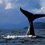 Humpback Whales