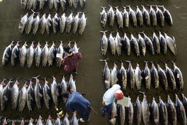 Critically endangered bluefin tuna is seen being traded on the dock at the port of Kesen-numa City, Miyagi Prefecture, North East Japan.