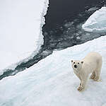 A young polar bear (Ursus maritimus) wanders on ice, seen from the Greenpeace ship during an expedition to document the lowest sea ice level on record.