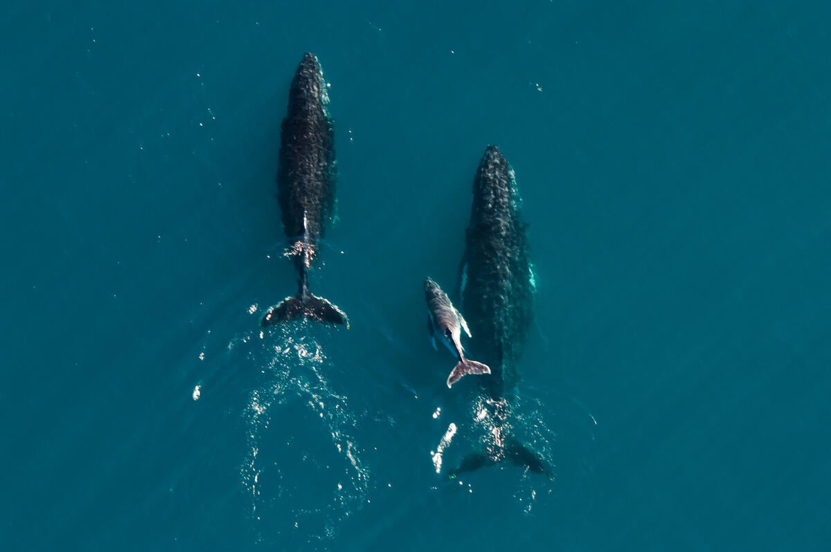 Humpback Whales along Ningaloo Coastline in Western Australia. © Greenpeace / Tiffany Klein
