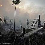 Sustainable Palm Oil? No, not really!
