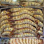 Greenpeace USA Demands Government and Corporate Action in Wake of Disturbing Findings in Indian Shrimp Industry Report