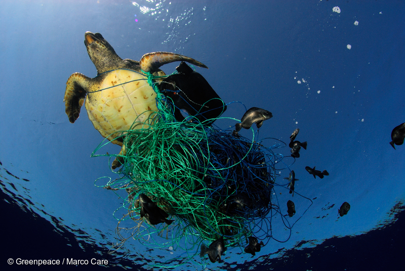 Image of Turtle in a Trap