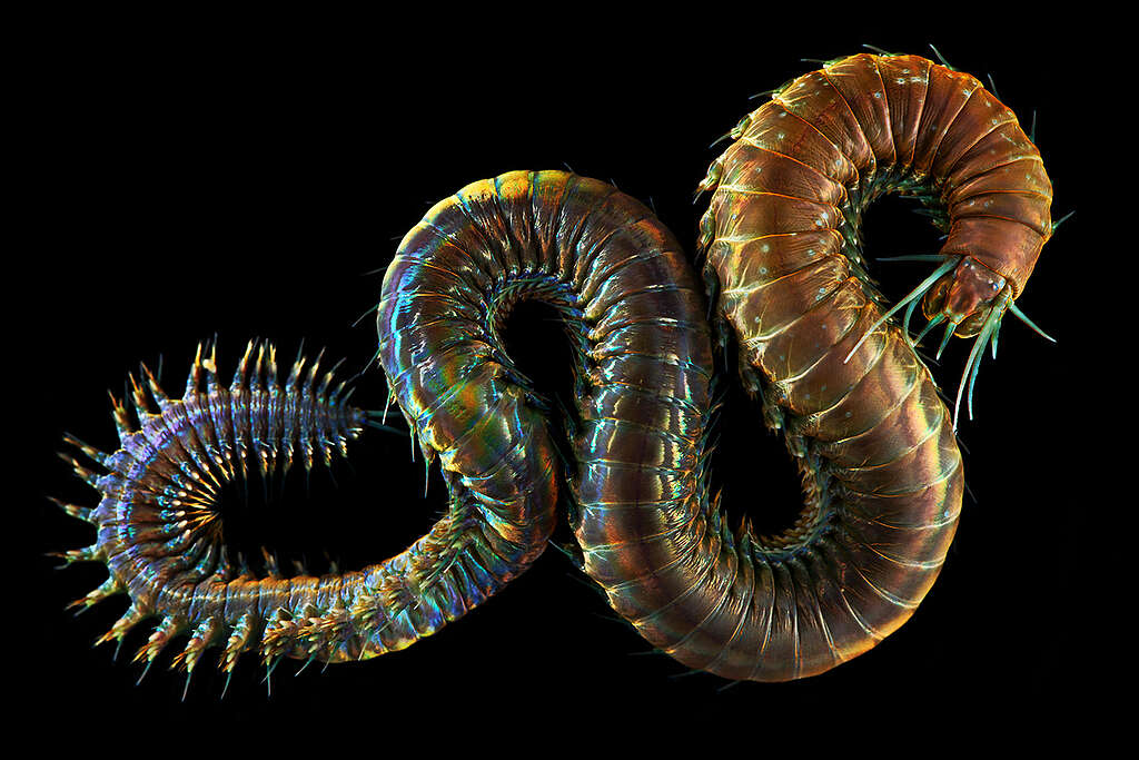 King Ragworm. © Greenpeace King Ragworm. © Greenpeace