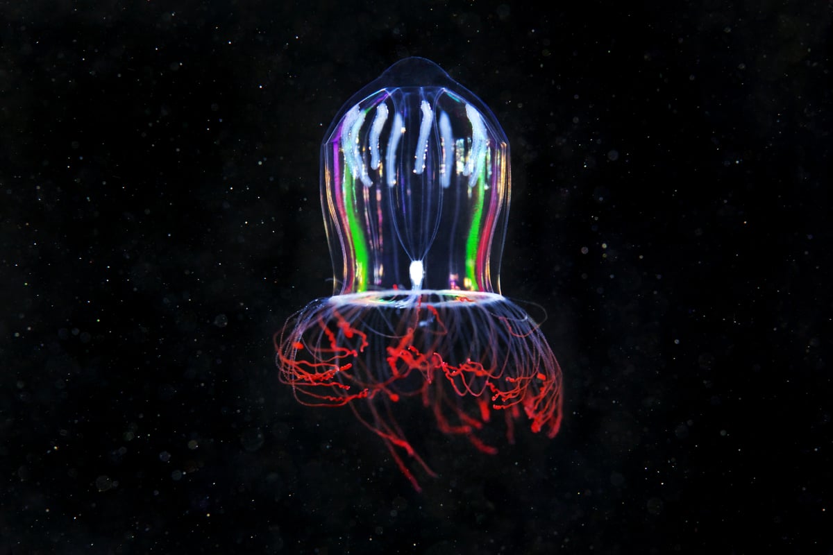 Hydrozoan Jellyfish. © Greenpeace