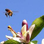 The Environmentalist: The coolest things bees do for the planet and humans