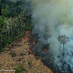 Amazon deforestation hits second highest rate ever recorded in August