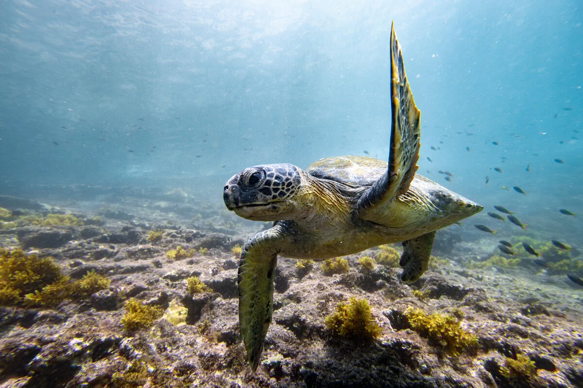 Green Turtle in the Galápagos. © Tommy Trenchard / Greenpeace