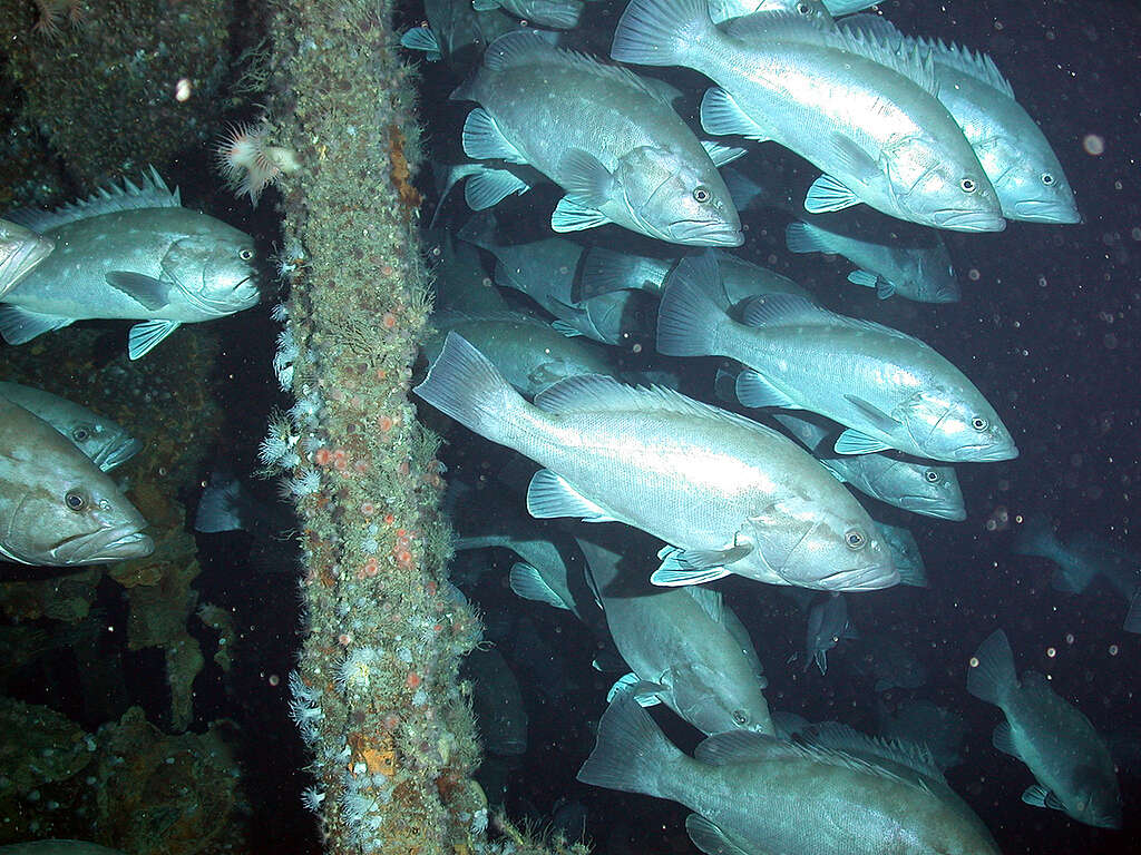 Arctic Sunrise ROV Images. © Greenpeace Arctic Sunrise ROV Images. © Greenpeace