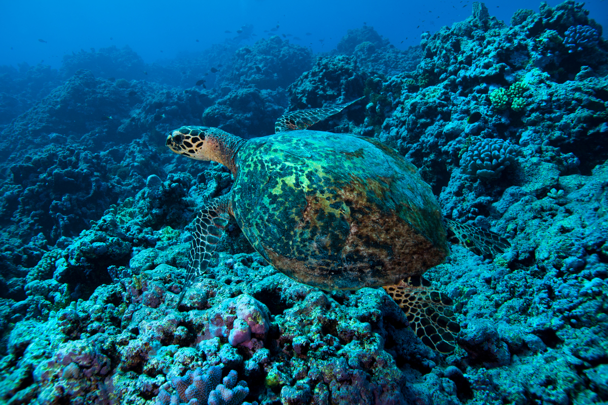 A Critically Endangered Hawksbill Turtle in Samoa A critically endangered hawksbill turtle ( Eretmochelys imbricata ) swims over a shallow reef at Rose atoll, American Samoa. The Rose Atoll is a showcase of fully protected marine reserve and is already showing the recovery. Greenpeace is campaigning that similar fully protected marine reserves be established in four pocket of the Pacific ocean, so fish stocks and other critically endangered marine species can recover from destructive fishing.