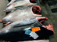 Red List Fish - Greenpeace USA