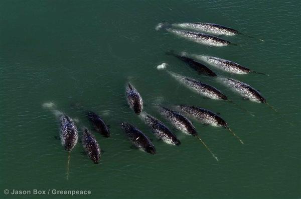 Pod of Narwhals in Greenland