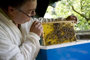 Beekeeper in the NetherlandsImker in zijn Imkerij