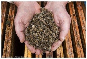 Honeybees Mortality in the NetherlandsImker Henk Brouwer laat dode bijen op de honingraat zien