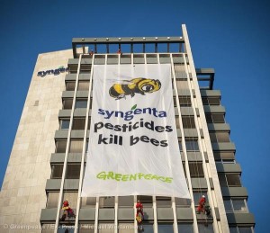 Bees Protection Action at Syngenta in Basel Bienenschtzerinnen und Bienenschtzer klagen an: Syngenta Pesticides Kill Bees!