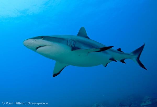 Grey Reef Shark in Thaiti