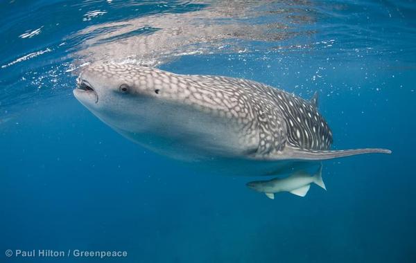 Whale Shark in Pacific Waters