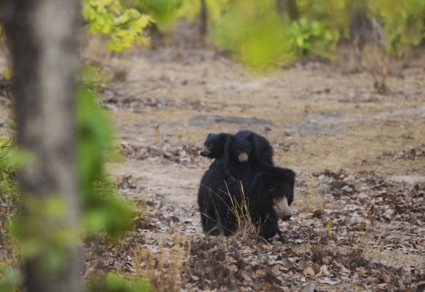Sloth bear with cubs in the forests of Singrauli, India. These forests are targetted for coal mining.