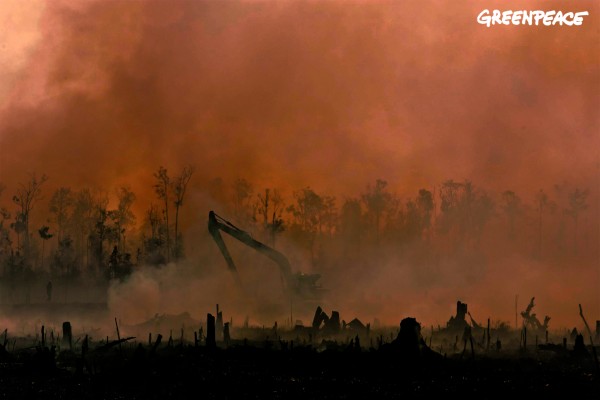 Smoke from smoldering fires obscures an excavator digging a peatland drainage canal at an oil palm plantation in Riau, Sumatra.