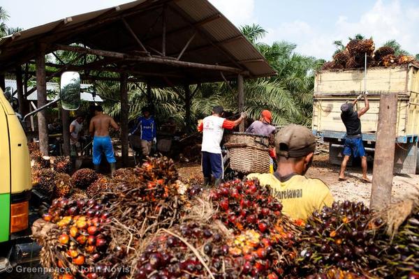 Small-holder Oil Palm Harvest in Sumatra