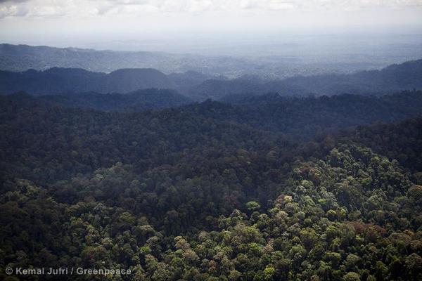 Tropical Rainforest in Sumatra