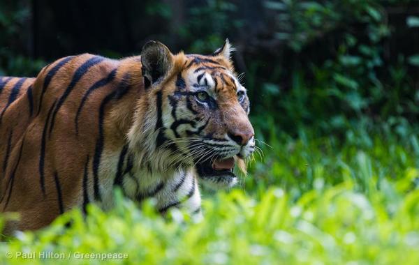 The Sumatran Tiger is at risk from destructive palm oil. 