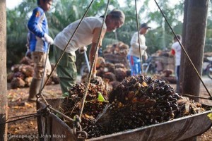 Small-holder Oil Palm Harvest in Sumatra