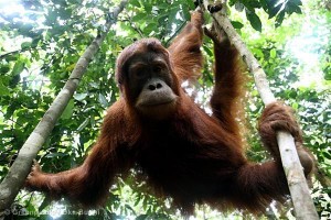 Orphaned Orangutan in Sumatra