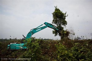 Forest Destruction in Indonesia