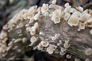 Mushrooms on Tree in Cameroon